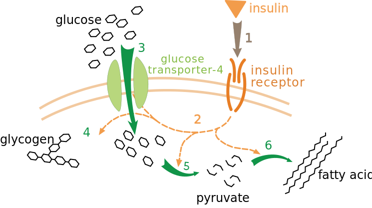 Schema dieta metabolismo